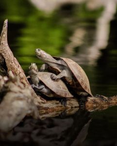Luxury Amazon Rainforest Tours