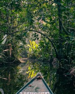 Luxury Amazon Rainforest Tours