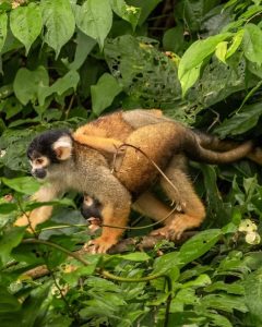 Luxury Amazon Rainforest Tours