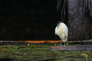 Tour en Amazonas Peru