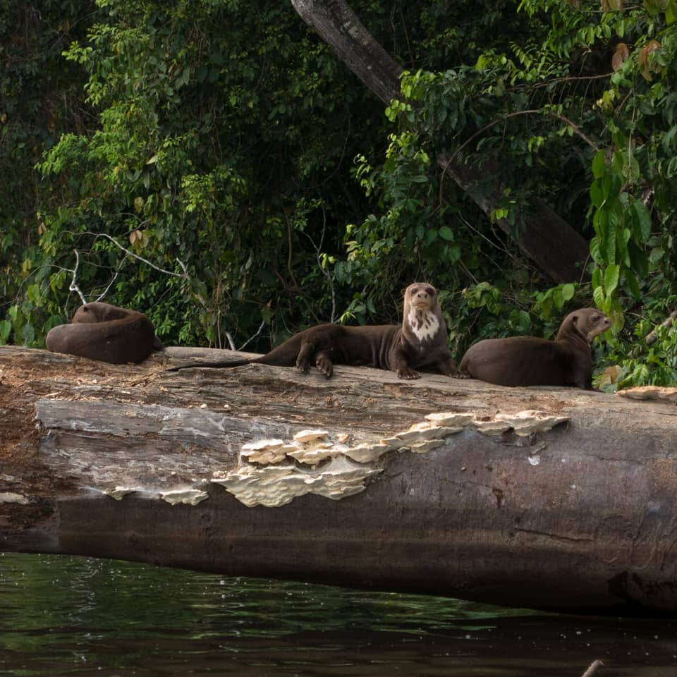 Luxury Amazon Rainforest Tours 4 days