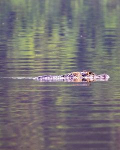 Luxury Amazon Rainforest Tours