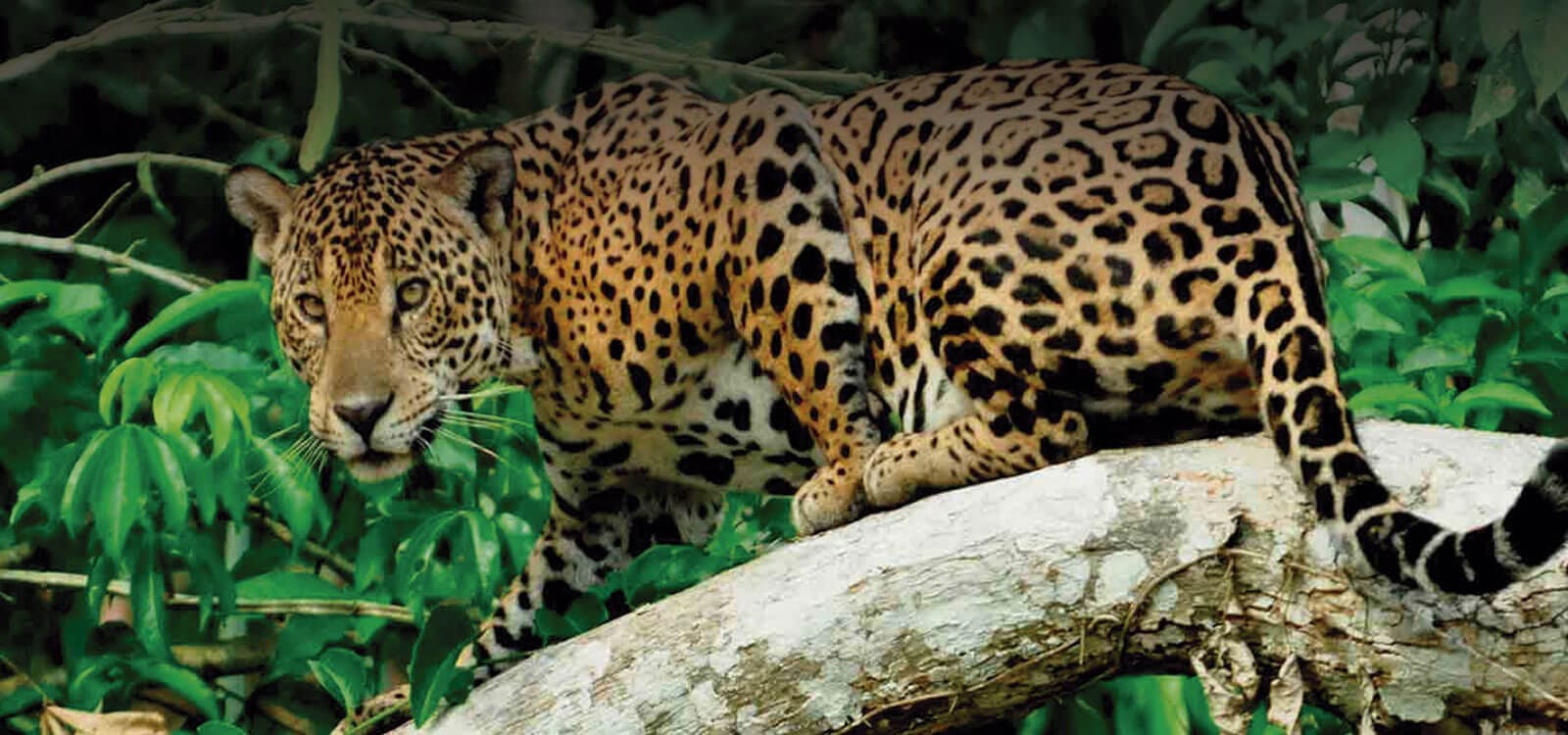 Tour a la Amazonia Pampas del Heath 5 dias