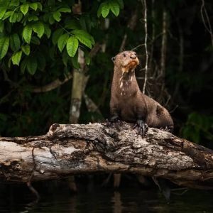 Tour al Sandoval Lake Lodge