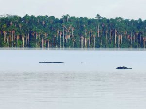 Explora la Selva Amazonica