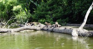 Explora la Selva Amazonica