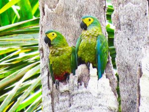 Explora la Selva Amazonica