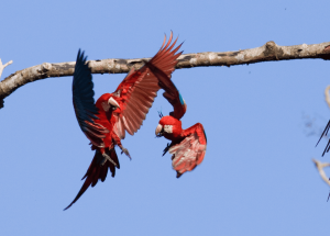 Observacion de Aves Fotografia