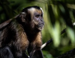 Best Amazon Adventure Expedition