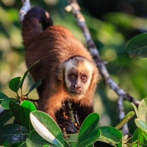 Expedicion de Aventura Amazonia