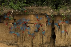 Observacion de Aves Fotografia