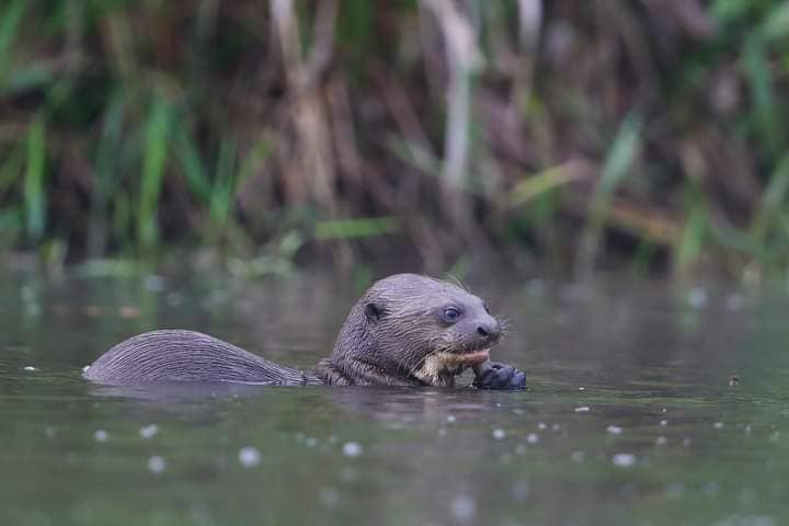 Biodiversidad en Selva Amazónica