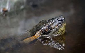 Bird Watching Photography In The Amazon 4 days