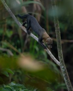 Bird Watching Photography In The Amazon 4 days