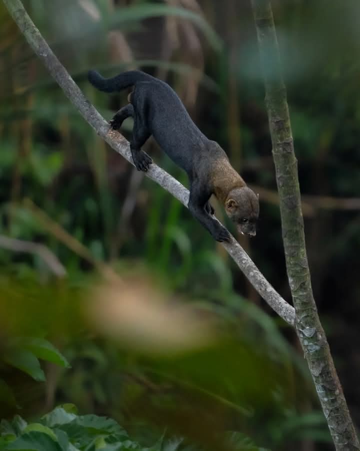 Bird Watching Photography In The Amazon 4 days