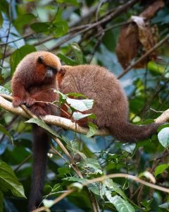 Bird Watching Photography In The Amazon 4 days