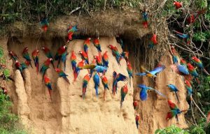 Blog de Tambopata Lodge