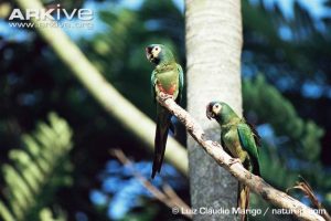 Bird Watching Photography In The Amazon