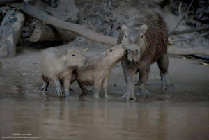 Bird Watching Photography In The Amazon