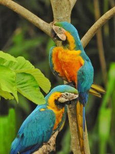 Expedicion de Aventura Amazonia