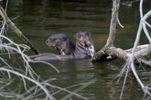 Bird Watching Photography In The Amazon