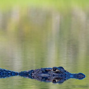Un Tour Selva Peruana