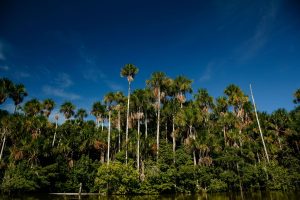 Bird Watching Photography In The Amazon