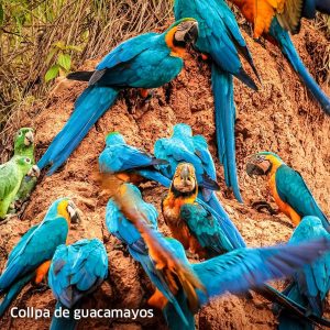 Wildlife Peru Collpa Chuncho 4 Dias