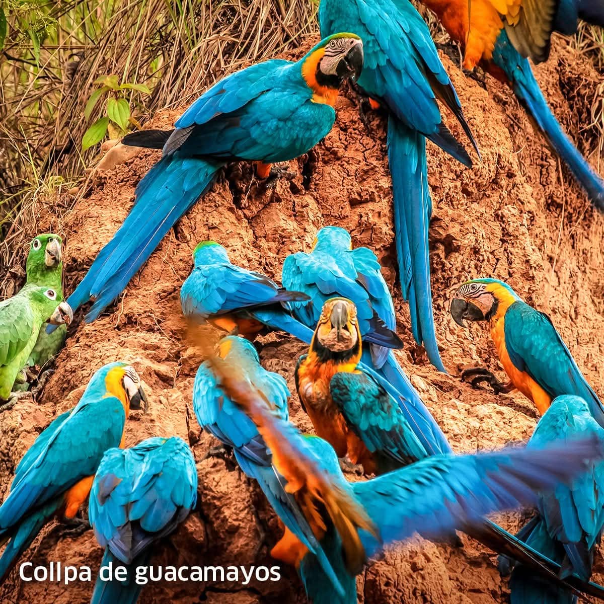 Wildlife Peru Collpa Chuncho 4 Dias