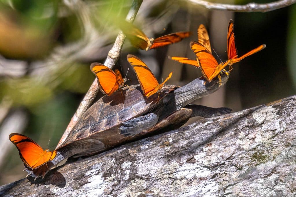 Explora la Selva Amazonica 4 dias