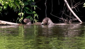 Bird Watching Photography In The Amazon