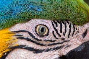 In Amazon Photography Tour 6 days
