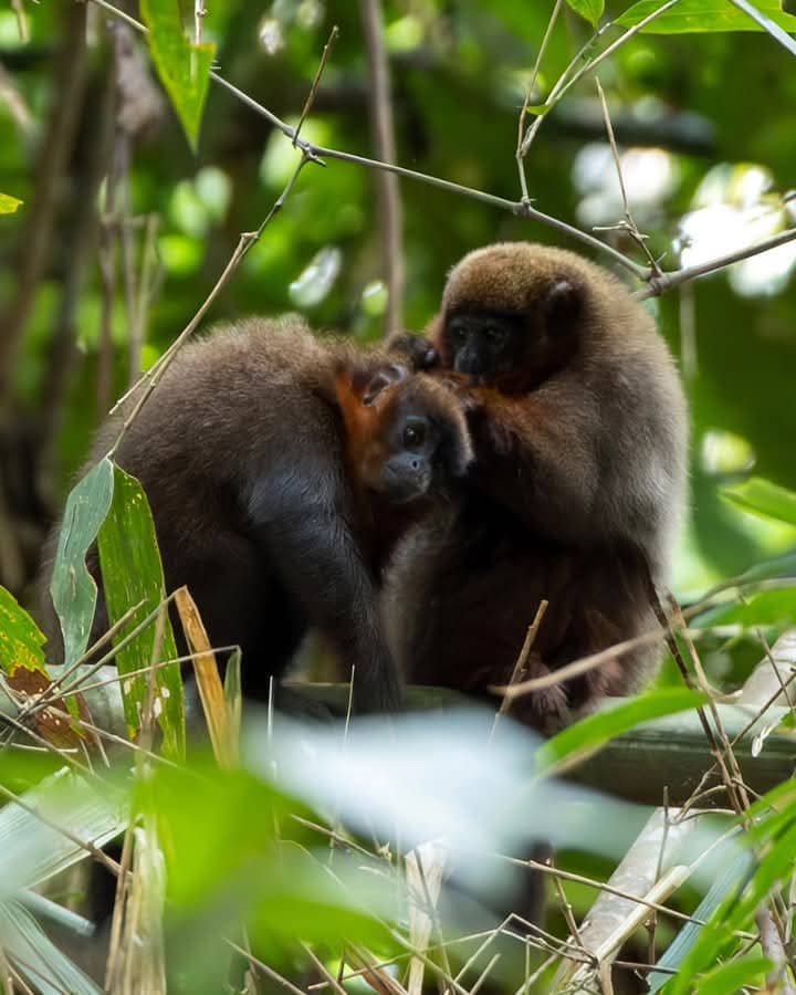 In Amazon Photography Tour 6 days