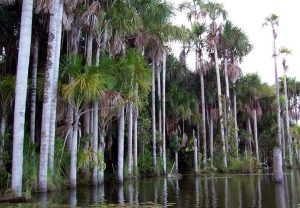 Bird Watching Photography In The Amazon
