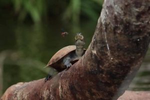 Travel in the Amazon