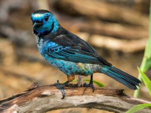 Las Aves del Peru