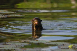 Bird Watching Photography In The Amazon