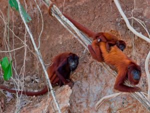 Bird Watching Photography In The Amazon