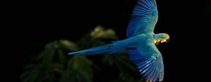 Bird Watching Photography In The Amazon