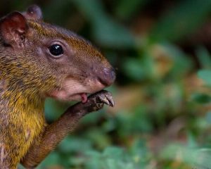 Bird Watching Photography In The Amazon