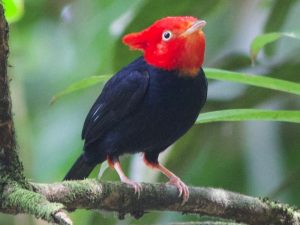 Bird Watching Photography In The Amazon