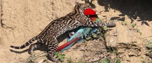 Bird Watching Photography In The Amazon