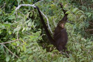 Bird Watching Photography In The Amazon