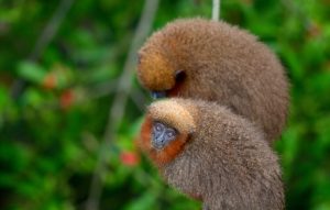 Bird Watching Photography In The Amazon