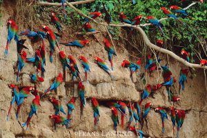 Bird Watching Photography In The Amazon