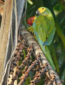 Observacion de Aves Fotografia