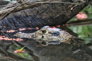 Travel in the Amazon