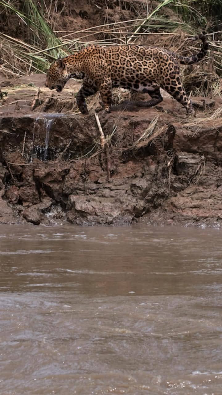 Tambopata Buffer Zone Reserve