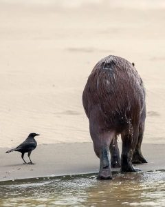 The Best Wildlife Photography Birdwaching