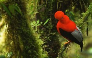 Bird Watching Photography In The Amazon